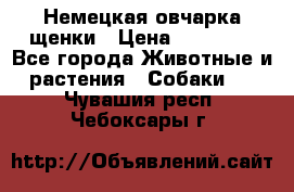 Немецкая овчарка щенки › Цена ­ 20 000 - Все города Животные и растения » Собаки   . Чувашия респ.,Чебоксары г.